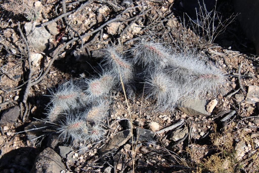 Fuzzy cactus