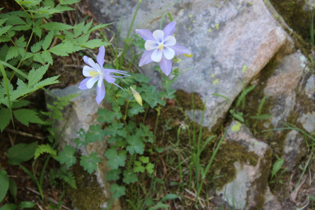 Columbine