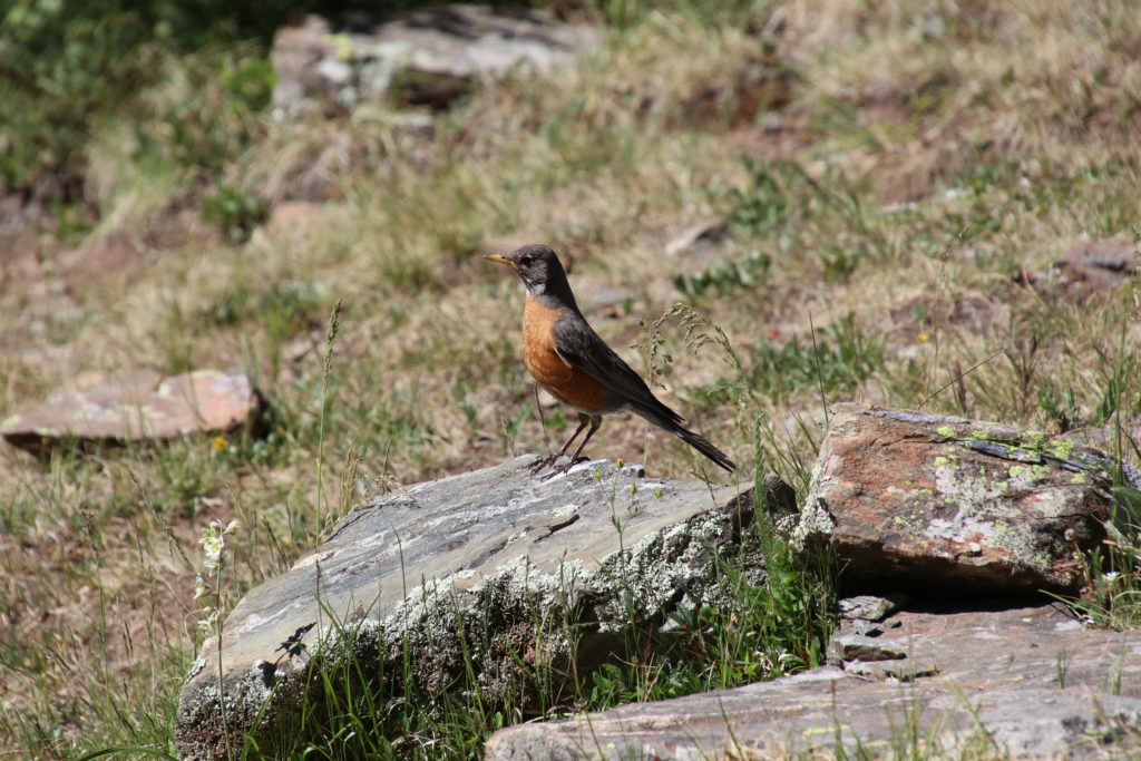 High Country Robin