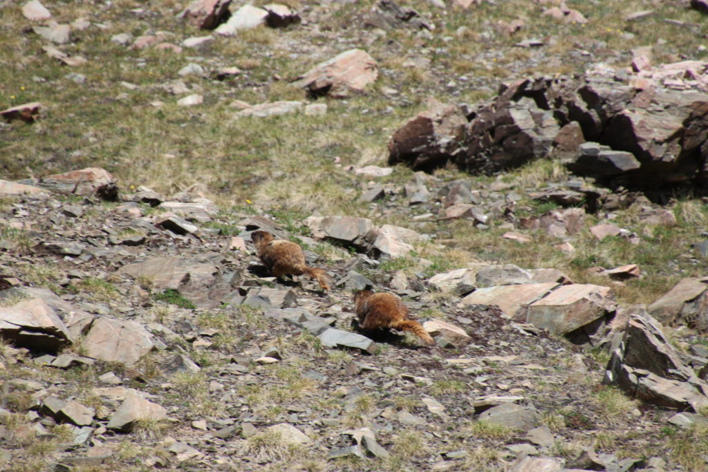 Marmots on the Run