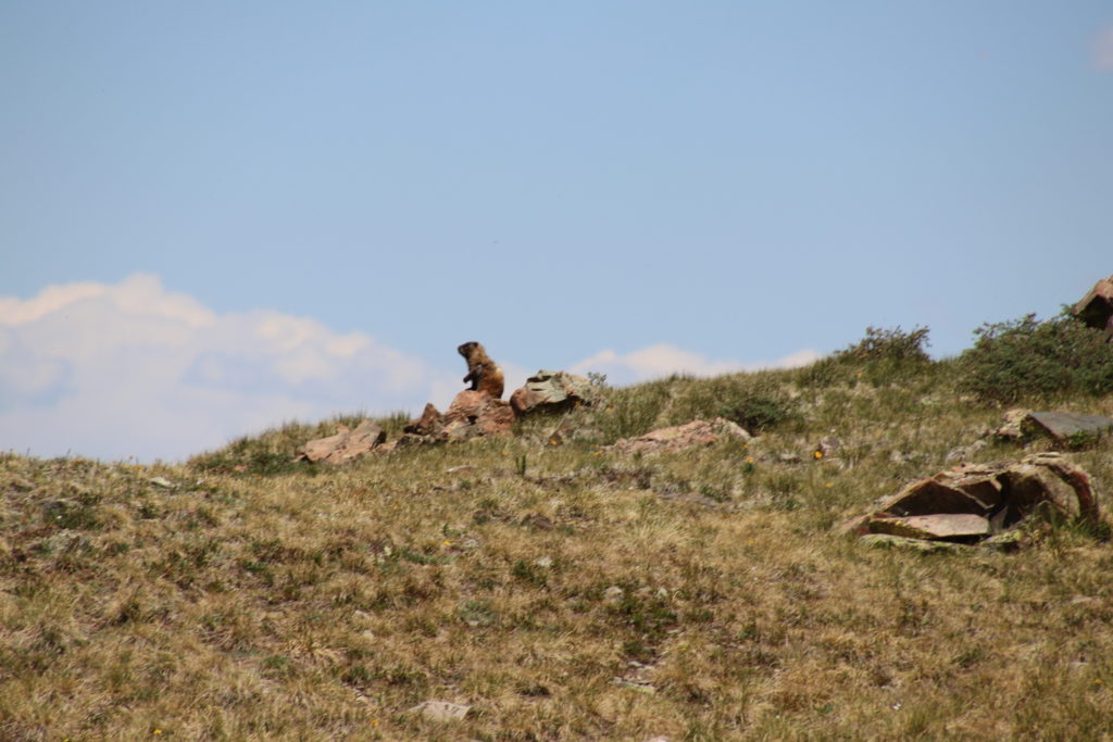 Marmot Lookout