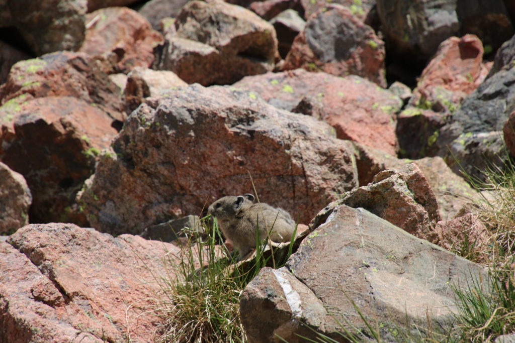 Pica on the Rocks
